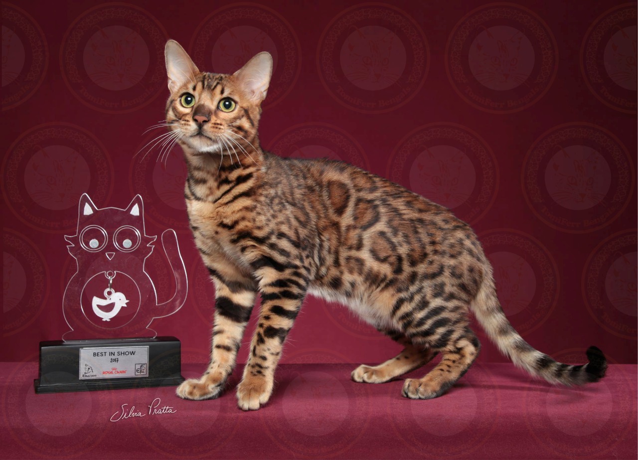 BR*TomiFerr Anna